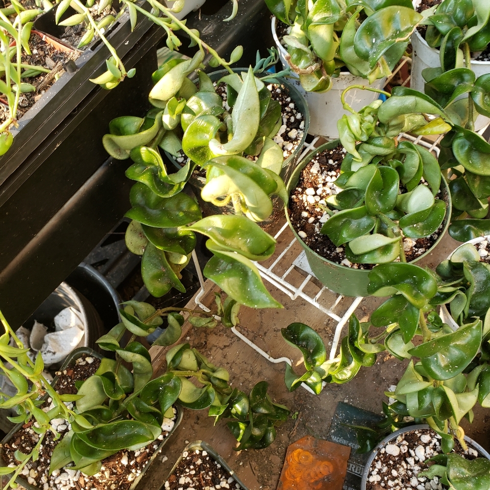 Hindu Rope Hoya plants
